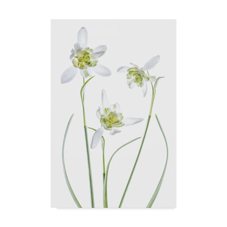 Mandy Disher 'Galanthus Flore Pleno' Canvas Art,22x32